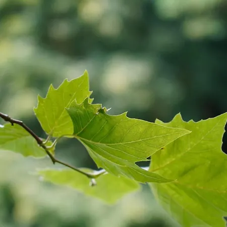Schloss Frauenmark Friedrichsruhe (Parchim)
